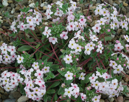 Androsace studiosorum 'Doksa'